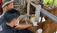 Vaksinasi PMK dan pendataan sapi yang digelar pada Rabu (16/07). (Foto: istimewa)