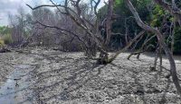 Pohon mangrove yang mati dekat proyek reklamasi Pelabuhan Benoa. (Foto: dok. Lanang Sudira)