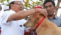 Gubernur Bali, Wayan Koster saat merayakan Rahina Tumpek Uye, pada Sabtu (27/8). (Foto: istimewa)