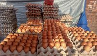 Telur ayam. (Foto: istimewa)