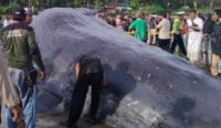 Bangkai paus jenis sperma jantan sepanjang 17,28 meter diduga beratnya melebihi 3 ton terdampar di pantai Yeh Leh, Desa Pengeragoan, Kecamatan Pekutatan, Jembrana, Sabtu (8/4/2023). (foto: Ngurah/diksimerdeka.com)