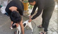 Petugas Distan Kota Denpasar saat melakukan vaksinasi ajing di wilayah Kelurahan Penatih, Senin (19/6/24). (Foto: diksimerdeka.com)