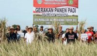 Pj Gubernur Bali memanen perdana padi varietas Inpari Nutri Zinc di Subak Gadon I, Desa Pandak Gede, Kecamatan Kediri, Tabanan, Jumat (15/3/2024). Foto: dok/Pemprov Bali