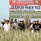 Pj Gubernur Bali memanen perdana padi varietas Inpari Nutri Zinc di Subak Gadon I, Desa Pandak Gede, Kecamatan Kediri, Tabanan, Jumat (15/3/2024). Foto: dok/Pemprov Bali
