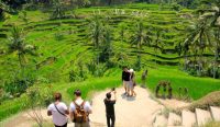 Ilustrasi lahan sawah di Bali. Foto:dok/pribadi