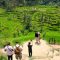 Ilustrasi lahan sawah di Bali. Foto:dok/pribadi