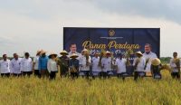 Kemenimipas menggelar panen perdana di Lembaga Pemasyarakatan (Lapas) Terbuka Nusakambangan sebagai bagian dari Program Ketahanan Pangan Nasional, Kamis (17/04/2025). Foto: dok/pribadi