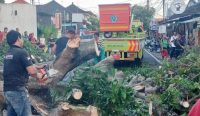 Petugas DLHK Denpasar tengah melakukan evakuasi pohon di jalan. Foto: dok/Pemkot Denpasar