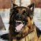 Ilustrasi anjing rabies. Foto: dok/Pemprov Bali