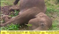 Seekor gajah Sumatera betina ditemukan mati di area perkebunan warga Desa Karang Ampar, Aceh Tengah, diduga akibat tersengat kawat listrik bertegangan tinggi. Petugas memasang garis polisi di lokasi sebelum proses pemeriksaan dan evakuasi. Sumber foto: BKSDA