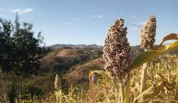 tanaman sorgum sebagai pangan alternatif yang adaptif di lahan suboptimum dan berpotensi menekan ketergantungan impor gandum. Foto: unsplash.com.