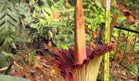 Bunga bangkai raksasa (Amorphophallus titanum) mekar sempurna di Kebun Raya Bogor, Kamis (5/2/2026). Fenomena langka ini menjadi bukti sukses konservasi flora Nusantara sekaligus daya tarik edukasi botani bagi masyarakat. Sumber foto: X/@onlyramdan