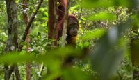 Hutan tropis Indonesia masih menyimpan banyak “harta karun” yang belum terungkap. Sepanjang 2025, BRIN berhasil mengidentifikasi 51 spesies baru flora, fauna, dan mikroba dari berbagai wilayah Tanah Air. Foto ilustrasi: unsplash.com