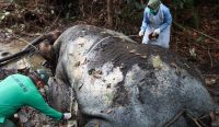 Petugas Gakkum Kehutanan melakukan nekropsi bangkai Gajah Sumatera yang ditemukan mati di areal konsesi perusahaan di Kabupaten Pelalawan, Riau. Kematian satwa dilindungi ini diduga akibat tindak kejahatan dan tengah diselidiki aparat penegak hukum. Foto: Dok. Gakkum Kehutanan