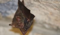 Kelelawar buah diketahui menjadi reservoir alami virus Nipah yang dapat menular ke hewan ternak seperti babi, lalu berpotensi menyebar ke manusia. Kewaspadaan terhadap zoonosis ini penting untuk mencegah wabah penyakit mematikan. Sumber foto: unsplash.com