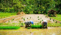 Petani menyiapkan bibit padi untuk ditanam di lahan sawah
