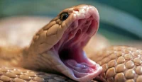 Seekor ular berbisa membuka mulutnya dalam foto close-up.