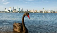 Angsa hitam Australia Barat menjadi simbol kewaspadaan terhadap penyebaran virus H5N1 Australia setelah ditemukannya kasus flu burung mematikan pada burung liar di Western Australia.