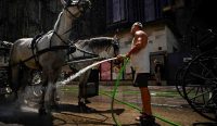 Gelombang Panas Eropa membuat seorang pria menyiram kuda di Wina, Austria, untuk membantu menurunkan suhu tubuh hewan di tengah cuaca ekstrem yang melanda kawasan tersebut.