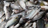 Ikan blackchin tilapia menginvasi perairan Thailand dan mengancam ekosistem di 19 provinsi