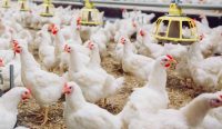 Industri peternakan ayam modern dengan populasi ayam dunia yang mencapai sekitar 27 miliar ekor, menurut penelitian berkaitan dengan meningkatnya penyebaran bakteri Campylobacter.