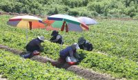 Pekerja memanen stroberi di bawah payung saat gelombang panas ekstrem melanda Miryang, Korea Selatan.