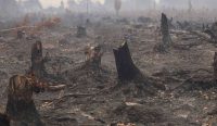 Hamparan tanah menghitam dan sisa tunggul pohon yang hangus akibat kebakaran hutan di Sungai Putri, Kalimantan Barat. Cuaca kering ekstrem yang memicu kebakaran ini merupakan imbas nyata dari Ancaman El Nino. Foto: Willy Kurniawan/Reuters.