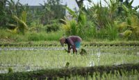 Seorang petani tradisional bertopi caping sedang menunduk menanam bibit padi di area persawahan yang hijau dan berair. Perlindungan lahan bagi petani kecil seperti ini menjadi fokus utama dari RUU Reforma Agraria agar tak lagi tergusur oleh korporasi. (Foto: Deny Napitupulu/unsplash.com)