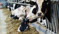 Sekumpulan sapi perah di sebuah peternakan susu di Monceau, Quebec, Kanada, yang merepresentasikan sektor industri olahan susu yang terdampak pemblokiran impor di tengah memanasnya perang dagang AS Kanada. (Kredit Foto: Canadian Press / Shutterstock)