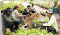 Pelibatan warga Serangan dalam upaya perluasan kawasan hijau. Foto: dok/diksimerdeka.com