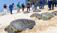 Pelepasliaran 20 ekor penyu hijau (Chelonia mydas) hasil sitaan kasus dugaan perdagangan ilegal satwa liar di di pesisir Pulau Serangan, kawasan KEK Kura Kura Bali, pada Selasa (13/10/2026). Foto: dok/diksimerdeka.com